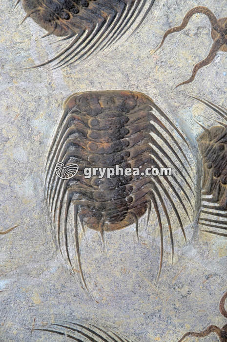 Trilobite, Maroc - gryphea.org